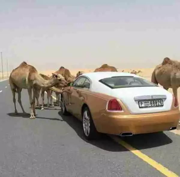 See The Moment Camels Spotted A Rolls Royce